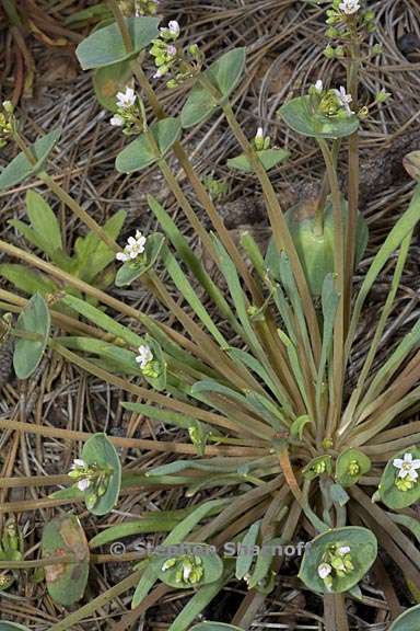claytonia parviflora ssp parviflora 8 graphic